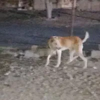 سگ افغان