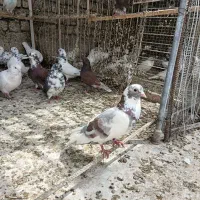 کبوتر|پرنده|ساوه, |دیوار