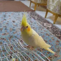 عروس هلندی نر لوتینو