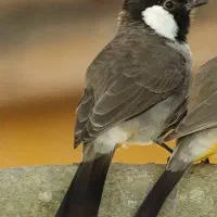 کوتوله برزیلی وقناری
