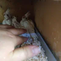 عروس هلندی آلبینو چشم شرابی