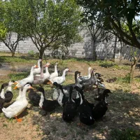 فروش اردک وغاز