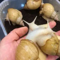 حلزون