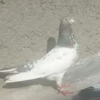 کبوتر هندی
