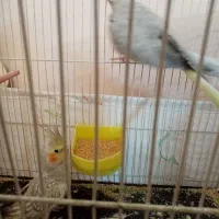عروس هلندی