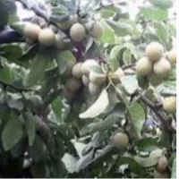 آلو خوانساری سردرخت خریدارم