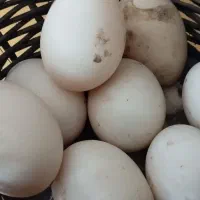 تخم اردک اسرائیلی