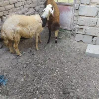 دوعد بره نر
