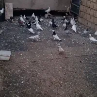 فروش یک بام کفتر