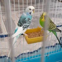 یه جفت مرغ عشق سرحال