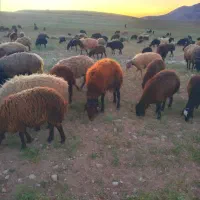 بره نره داشتی
