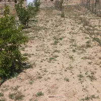 باغچه در مزرعه نو