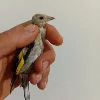 فروش جوجه سهره