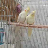 عروس هلندی جفت جوجه داده
