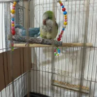 جفت راهب اهلی بسیار اماده