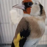 سهره نر جوجه قفس