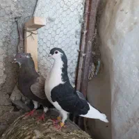 کفتر نروماده