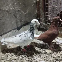 کفتر سار خشکل