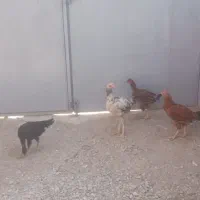 جوجه