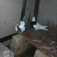 کبوتر توقی و کله سبز و کله سیاه ماده