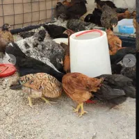 حیوان مزرعه مرغ