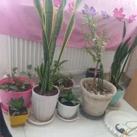 گل طبیعی