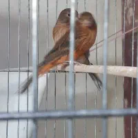 جوجه قناری و نر و ماده بالغ