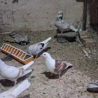 سلام همه جوجه هفت رنگ دم سفید