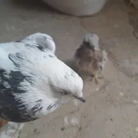 کبوتر