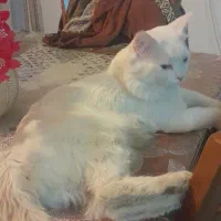 گربه