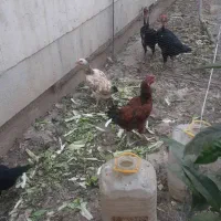 فروش یا معاوضه مرغ و خروس لاری