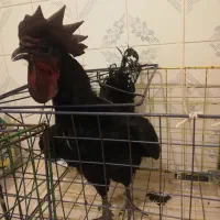 مرغ و خروس گوشت سیاه