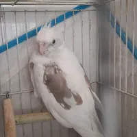 آلبینو دوکت