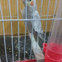 عروس هلندی ماده