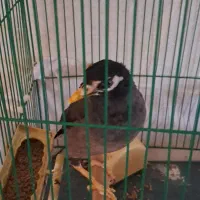 مرغ مینا سخنگو
