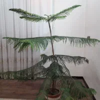 گل مطبق (کاجی )