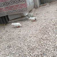 کفتر طوقی