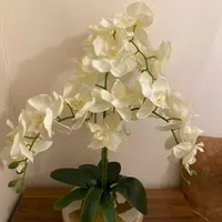 گل ارکیده با گلدان