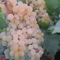 انگور عسگری برای پخت شیره