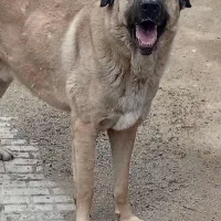 سگ پژدر