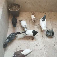 کبوتر۱۰