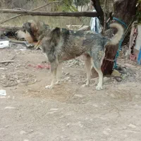 نر عراقی