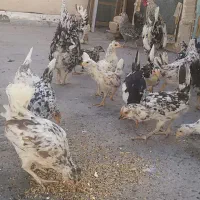 جوجه مرغ گلین