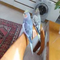 دوعدد عروس هلندی باهوش نر و ماده