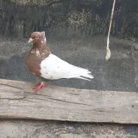 کفتر