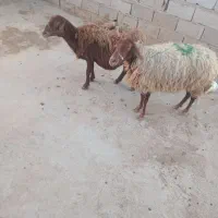2راس گوسفند