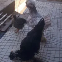 دوتامرغ وخروس لهستانی سالم سرحال