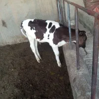 گوساله نر3ماهه
