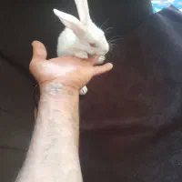 بچه خرگوش