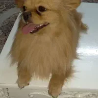 سگ پامر